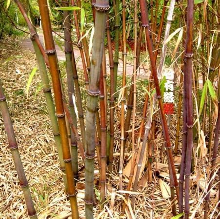 十大名贵竹子品种排名(世界十大奇竹有哪些) - 考资网