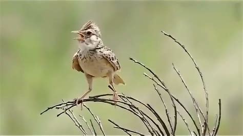 100种最好听的鸟叫声大全-综合资源区-视频素材|音乐素材-我学会声会影 - Powered by Discuz!
