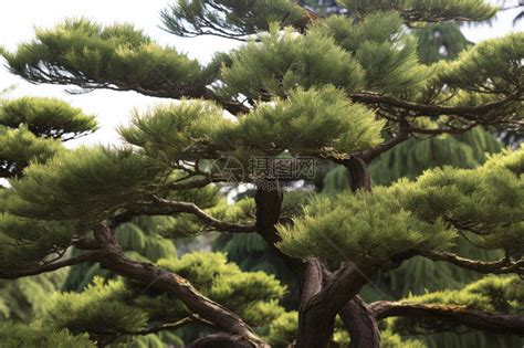 松树的特点是什么，怎么种植 - 花百科