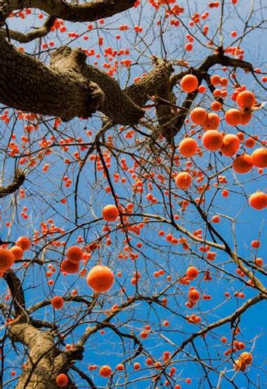 满是熟透的金柿子树高清摄影大图-千库网