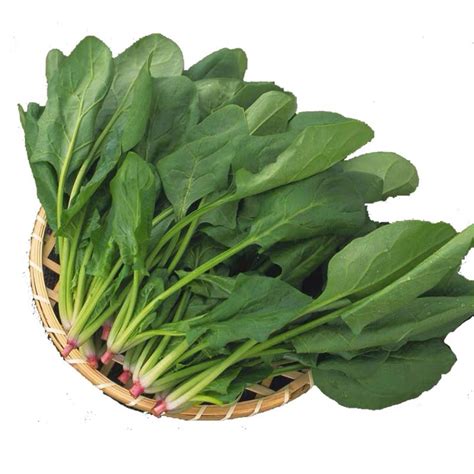 小叶菠菜种子小青菜波菜四季秋冬蔬菜种籽孑子菜籽老品种散装籽种-阿里巴巴