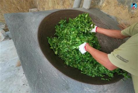 一张图看懂现代普洱茶加工工艺流程-润元昌普洱茶网