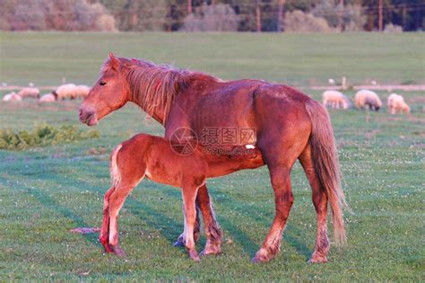 酢浆草小马驹在牧场上吮吸母马高清图片下载-正版图片506020103-摄图网