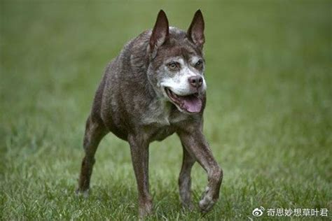 卡西莫多犬是怎么造成的-警犬训练器材厂家 _警犬装备生产厂家_警犬训练设备厂家-南京开久