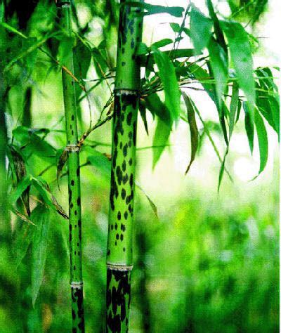 斑竹_斑竹植物图片_斑竹植物库-中国苗木信息网