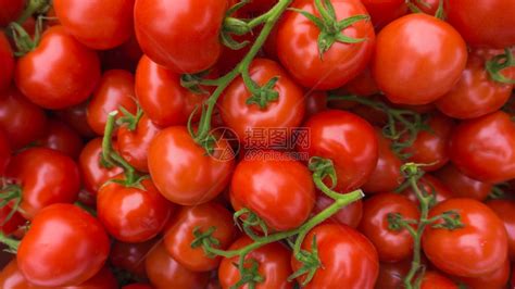 红番茄高清图片下载-正版图片501437682-摄图网