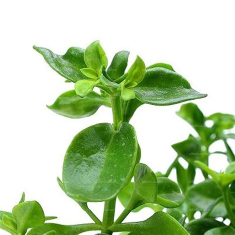 穿心莲的图片