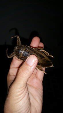 水鳖虫图片
