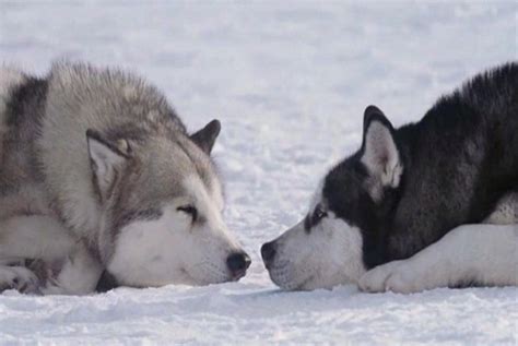 八只雪橇犬离开主人后，独自在南极生存180天，太厉害了_电影_高清完整版视频在线观看_腾讯视频