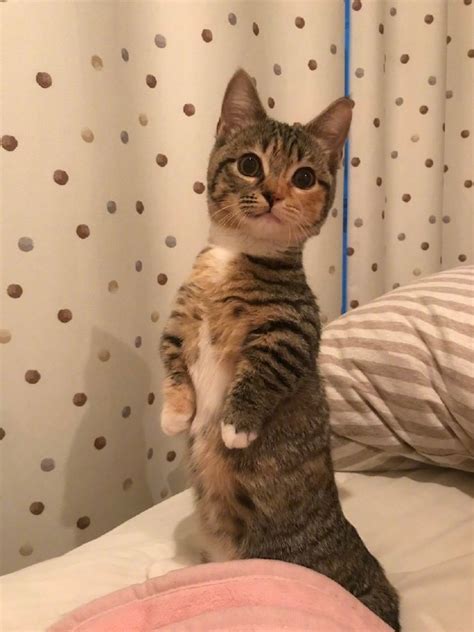非主流猫站立头像