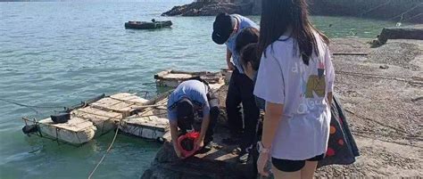 游客在舟山海边捡到一只蓝色血液的“大家伙”，居然是国家二级保护动物>>>_中华_&_保护