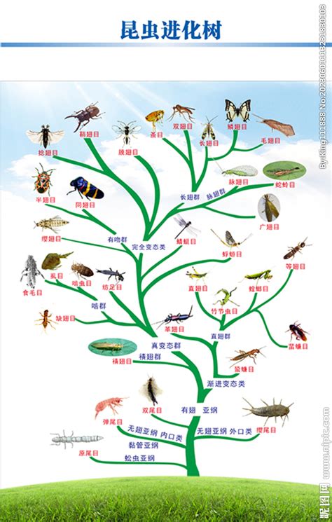 昆虫进化树设计图__昆虫_生物世界_设计图库_昵图网nipic.com