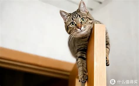 如何阻止猫咪爬到高处去？3种“软方法”妨碍它爬高，你有试过吗