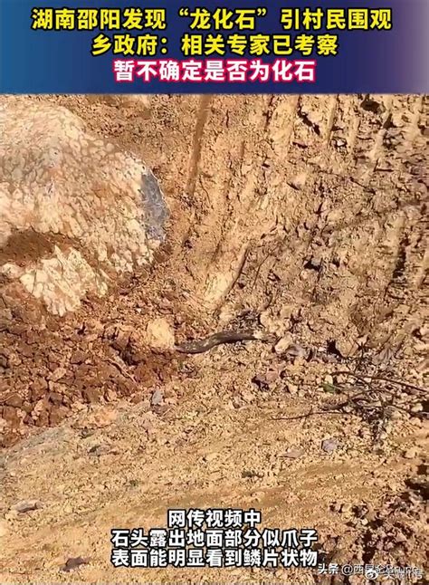 湖南疑似发现“龙化石”，布满鳞片，专家鉴定结论已出炉|鳞片|鉴定|龙爪_新浪新闻