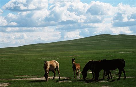 内蒙古12盟市旅游必去景点大全，通辽的这些地方你都去过吗？ | 说明书网