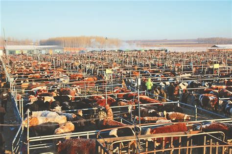 【甘快看】拉深做长产业链——甘南州积极构建现代化牦牛产业体系_手机新浪网