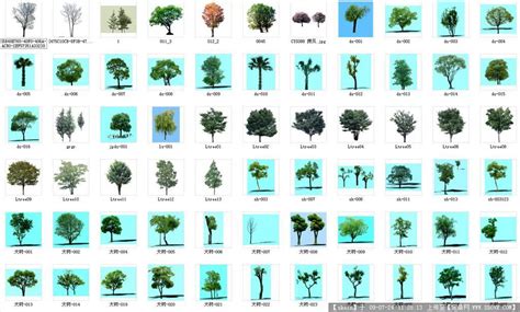 所有树的名称和图片,杂木树名称大全及图片,200种树木名称图片_大山谷图库