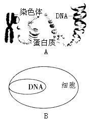 细胞染色体DNA和基因细胞结构DNA分子是双螺旋基因是一段编码特定蛋白质的DNA插画图片下载-正版图片402325648-摄图网