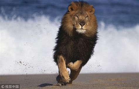 狮王的一生，刚成年被赶出狮群，数年后成长为王者
