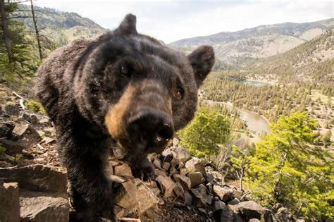 黑熊只因喜欢与人亲近被安乐死 居民反对动物专家建议 - 明星 - 冰棍儿网