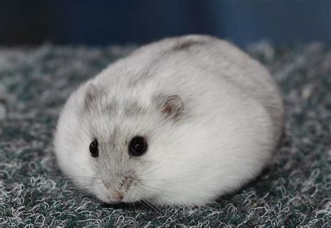 世界上最可爱的鼠类 小仓鼠（给人们生活带来了乐趣）_探秘志