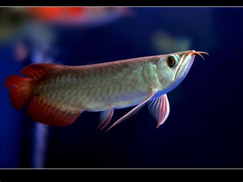 热带观赏鱼_羽一热带淡水观赏鱼养殖场热带鱼批发 - 阿里巴巴