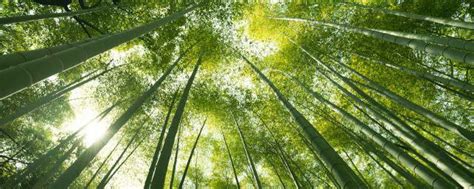 竹节的寓意和象征 竹节有什么寓意象征_知秀网