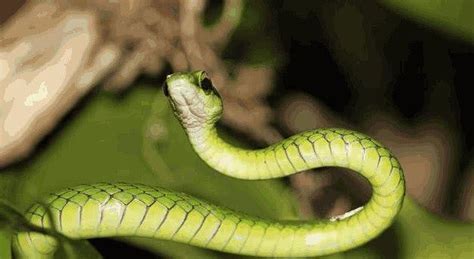 爬虫学皮肤关闭泰国地上的鼠蛇攻击面宠物高清图片下载-正版图片307996491-摄图网