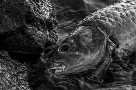 黑色背景下一条腐烂的鱼漂浮在黑色污染的水面上动物素材设计