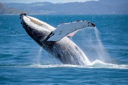 关于鲸鱼的相关资料，鲸鱼的种类、生活习性、保护措施等-玉宝博客