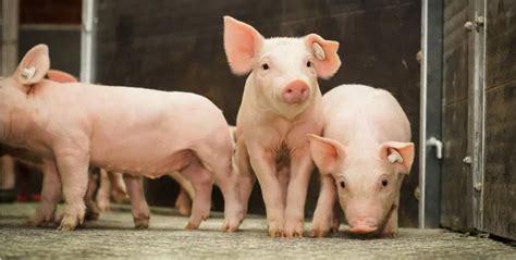 生猪养殖小常识：猪在不同阶段下会碰到一些常见的病菌都有哪些？ - 猪好多网