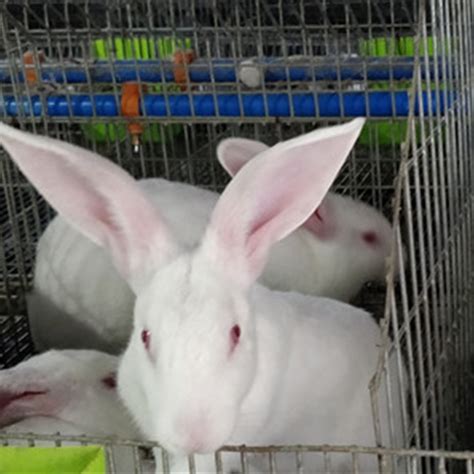 养兔效益分析 大型肉兔养殖基地 獭兔的价格_养兔效益分析_陈静（个体经营）