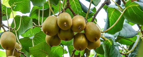 猕猴桃树果苗当年结果红心软枣猕猴桃苗南北种植果树果苗当年结果-阿里巴巴