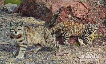 2007年3月15日世界自然基金会发现猫科新物种婆罗洲云豹 - 历史上的今天