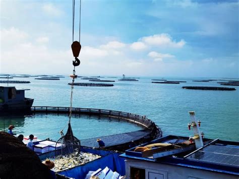 开新局、谋新篇、促发展：“国字号”技贸基地为湛江水产高质量发展护航
