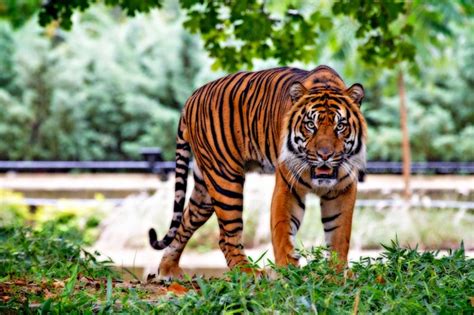 6套精品老虎 Tiger合集动物3D打印图纸高精度手办素材STL模型文件-淘宝网