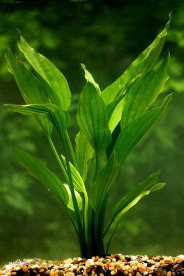 大叶皇冠草Echinodorus macrophyllus-花卉图片网