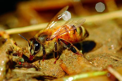 蜜蜂群居生活是什么关系？ - 蜜蜂知识 - 酷蜜蜂