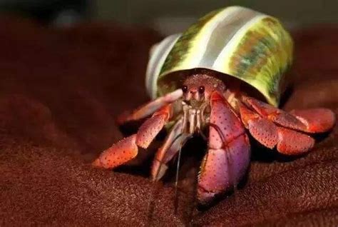螃蟹放家里怎么养活 螃蟹放家里养活方法_知秀网