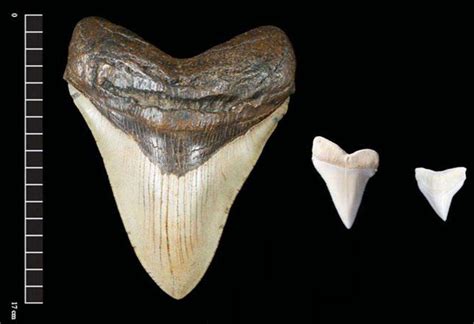 巨大的鲨鱼牙齿化石，暴露了它们的这些秘密