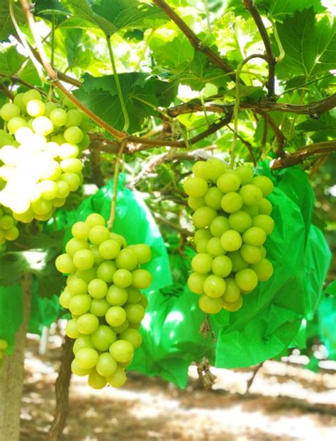 神园葡萄科技有限公司批发供应葡萄,葡萄苗