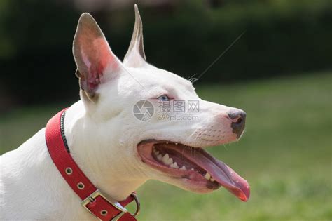 斗牛梗犬图片