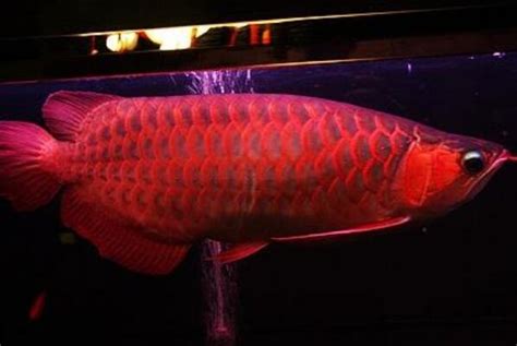 世界上最贵的十大观赏鱼排名 - 吾酷网