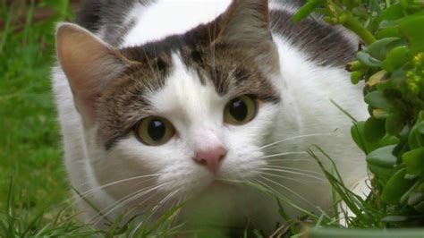 《猫咪观察 猫眼看世界》- 猫咪神奇的感官你了解吗？