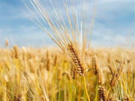 大麦怎么种 大麦如何种植_知秀网
