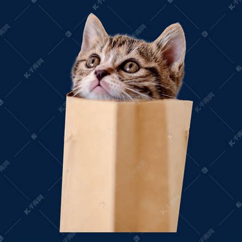 纸袋子里的猫素材图片免费下载-千库网