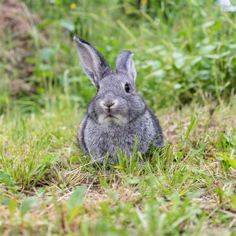 兔动物宠物可爱驴的毛皮侏儒兔哺乳动物图片免费下载_动物素材免费下载_办图网
