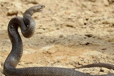 世界上毒性最强的5种蛇, 第一的毒性是响尾蛇的几百倍!