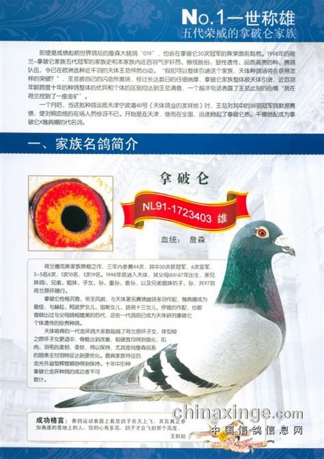 搜鸽天下-信鸽足环查询查成绩-中国鸽界的“常青树”——天体鸽业王群励