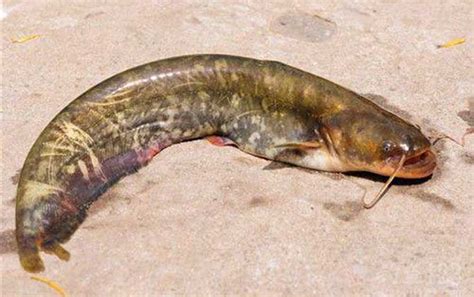 埃及胡子鲶和本土鲶鱼的区别 - 百科 - 酷钓鱼